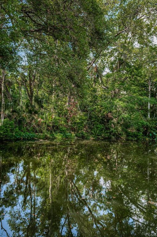 6423 Bass Road Weeki Wachee, FL 34607 - Photo 31 of 49 a view of a forest with a tree