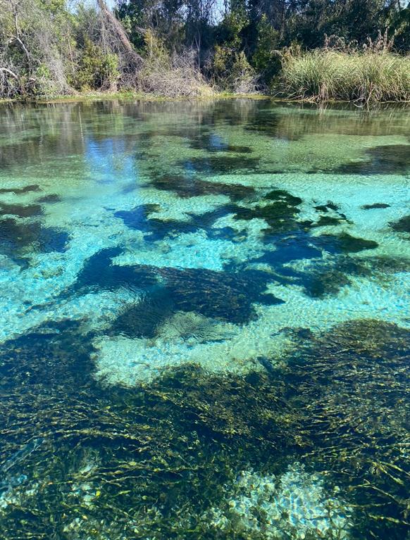 6423 Bass Road Weeki Wachee, FL 34607 - Photo 49 of 49 a view of a garden with a lake