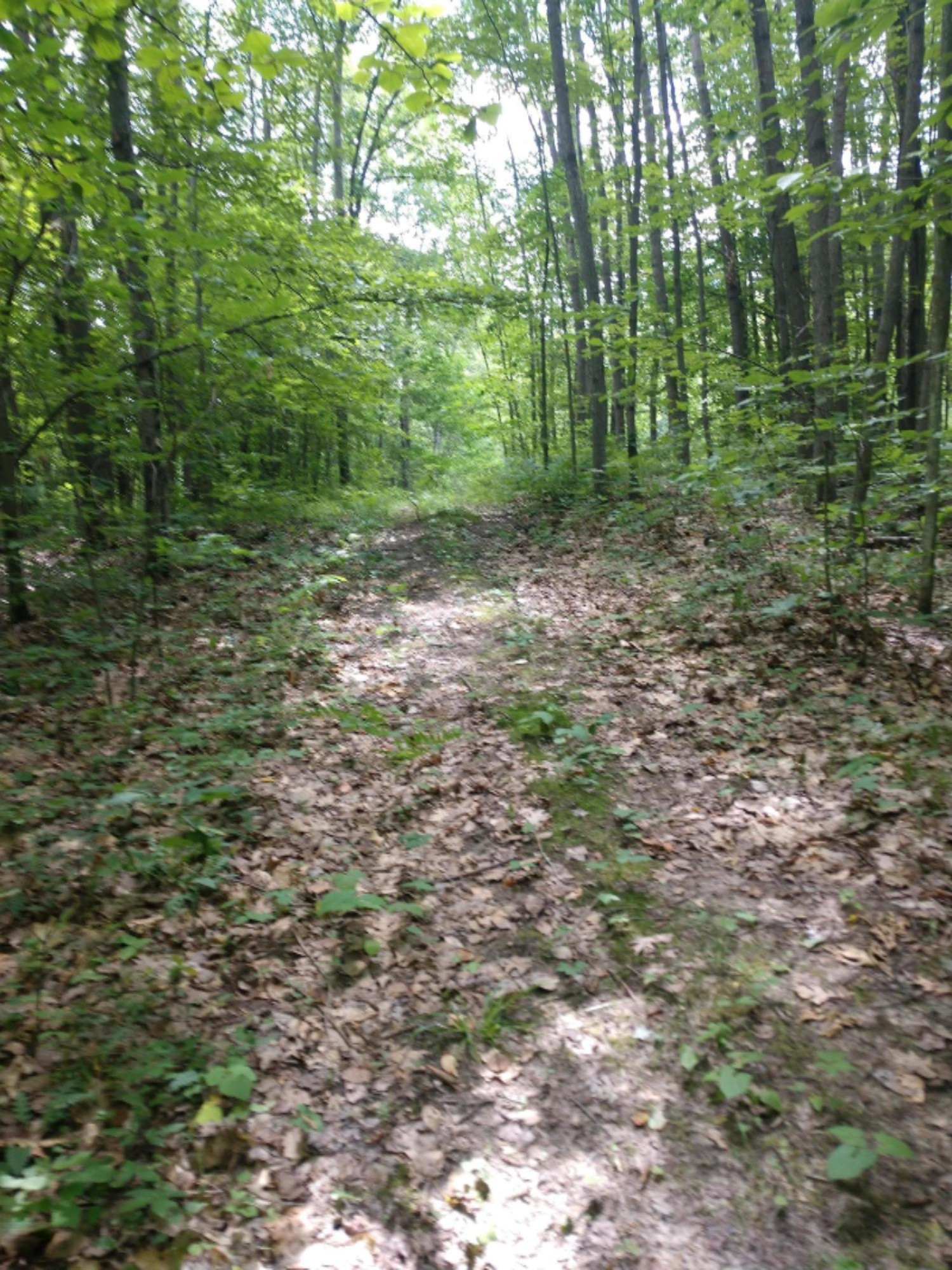 0 East Kent Road, Unit LOT C Rothbury, MI 49452 - Photo 9 of 17 Two track