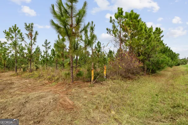 a view of plant in a garden