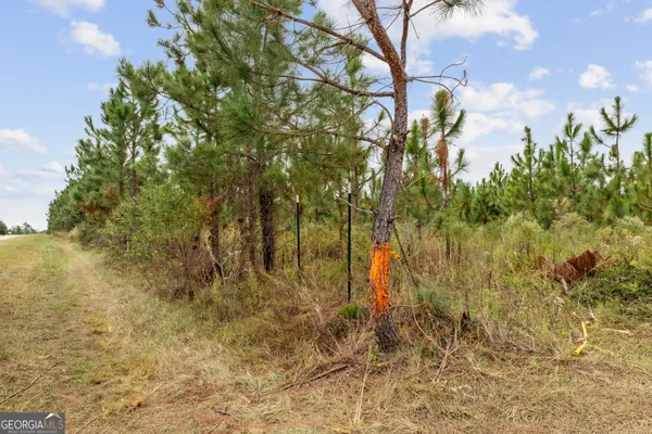 a view of a yard with trees