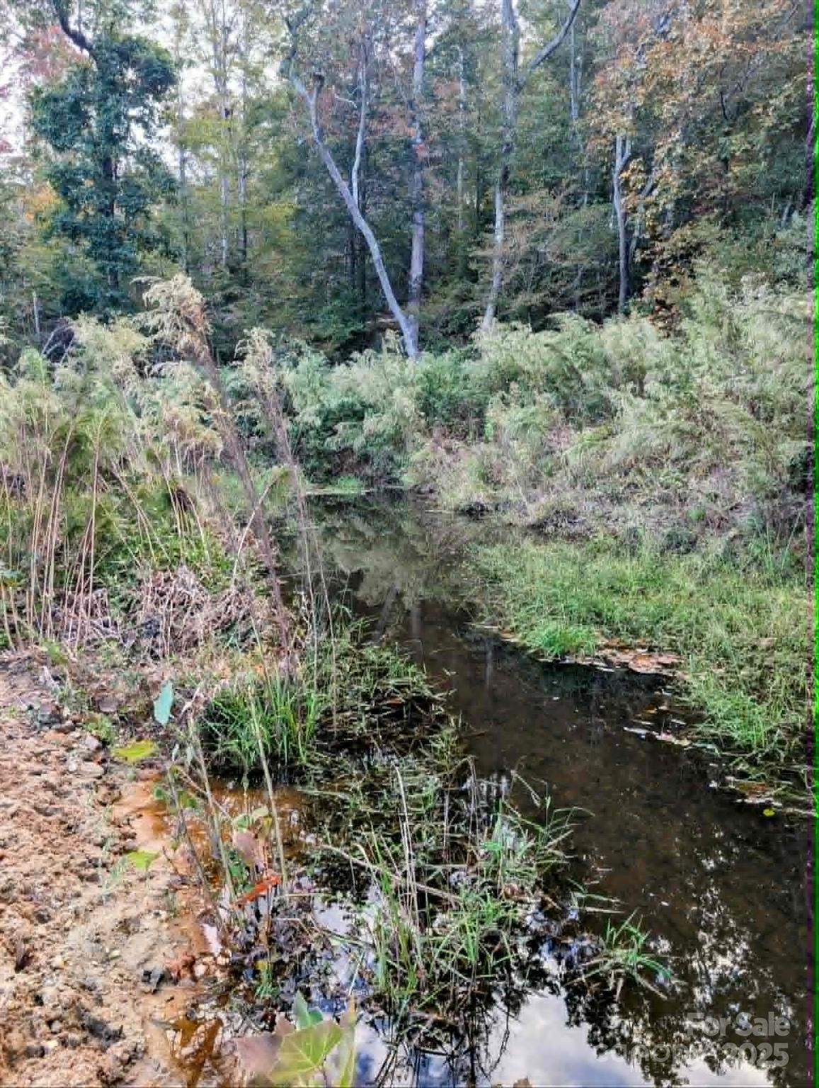 12-acres Polk County Line Road Rutherfordton, NC 28139 - Photo 2 of 23 a view of a forest filled with trees