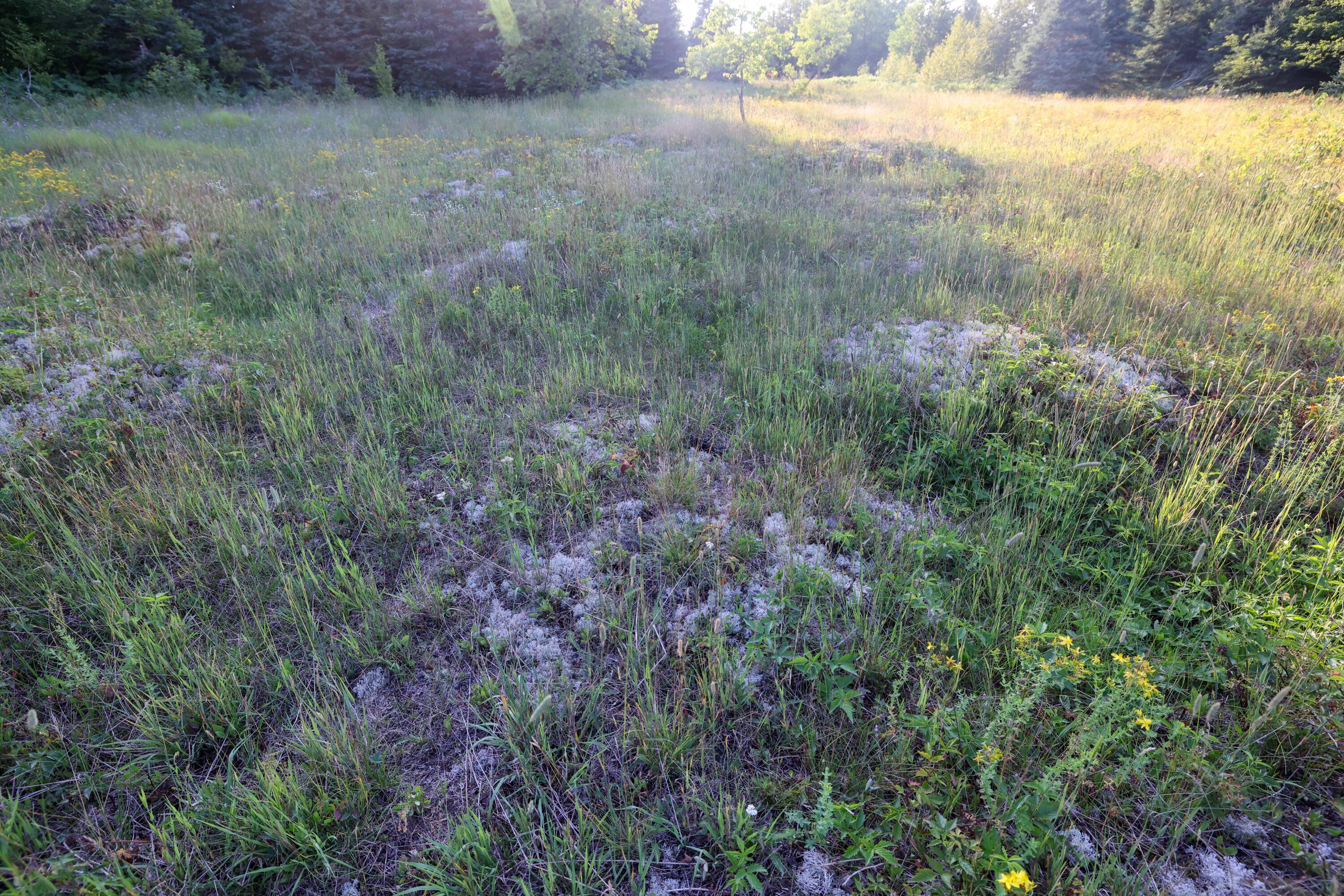 0 Ford Lake Road Germfask, MI 49836 - Photo 22 of 49 Gallery Image 22