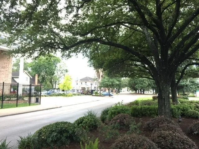 a street view with large trees