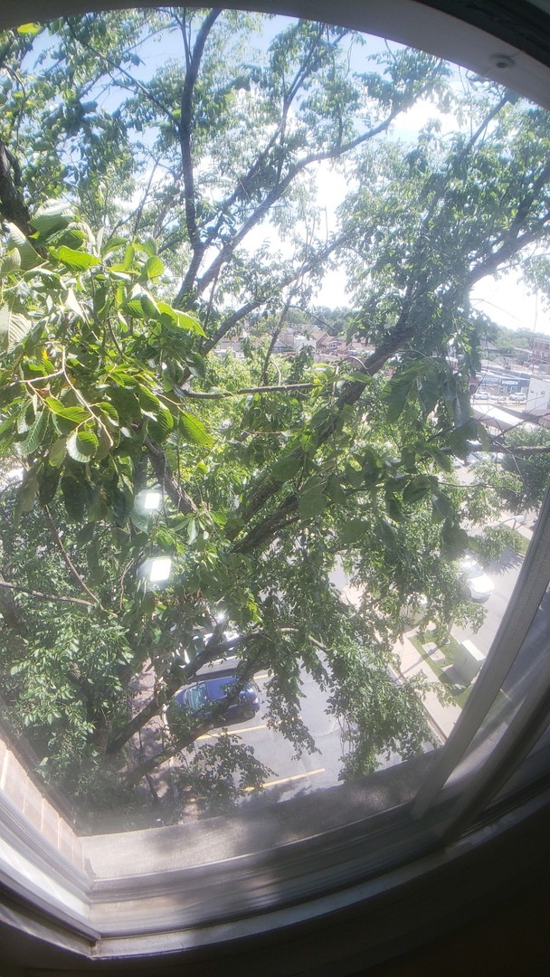 336 Lathrop Avenue, Unit 306 Forest Park, IL 60130 - Photo 24 of 42 a view of trees from a window