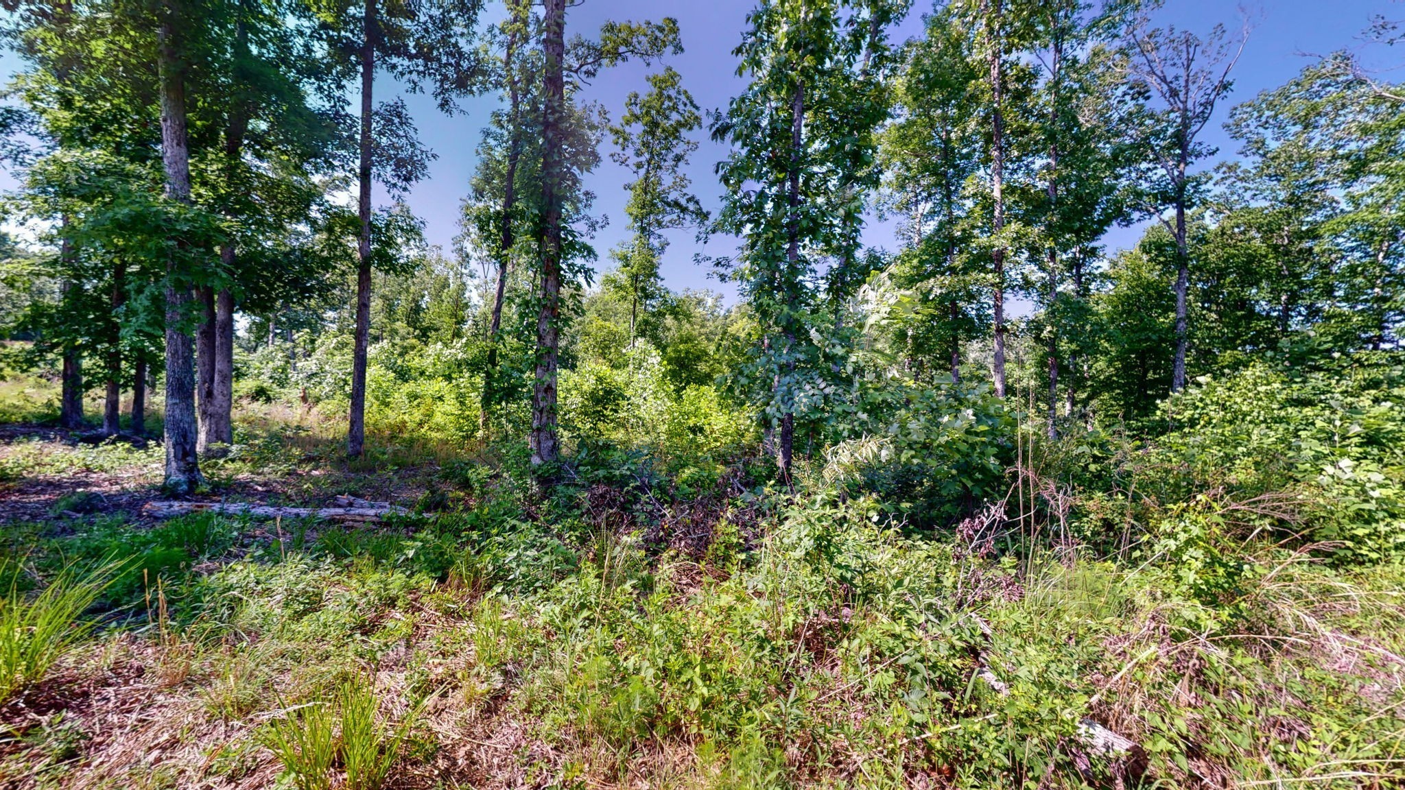820 Overlook Trail Stewart, TN 37175 - Photo 13 of 33 a view of a garden with plants