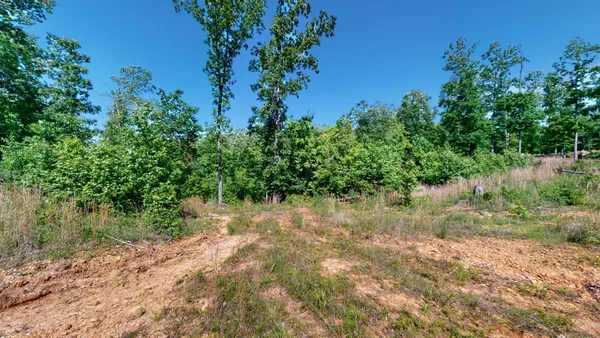 a view of a yard with plants and a tree