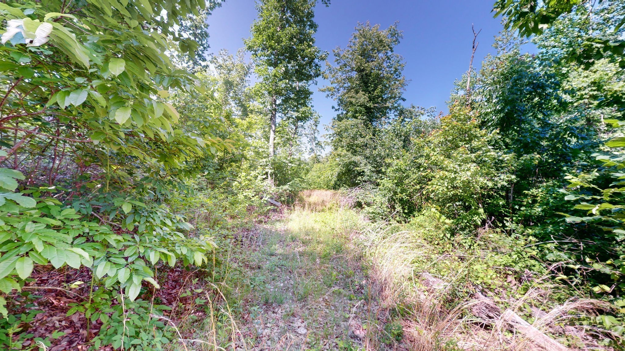 820 Overlook Trail Stewart, TN 37175 - Photo 20 of 33 a view of a lush green forest with lots of trees