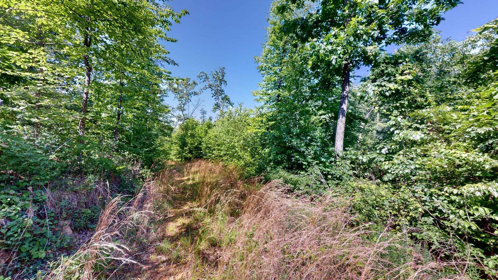 820 Overlook Trail Stewart, TN 37175 - Photo 22 of 33 a plant view in yard