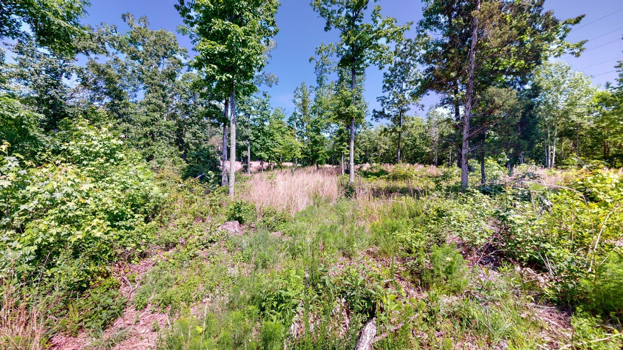 820 Overlook Trail Stewart, TN 37175 - Photo 23 of 33 a view of a yard with plants and large trees