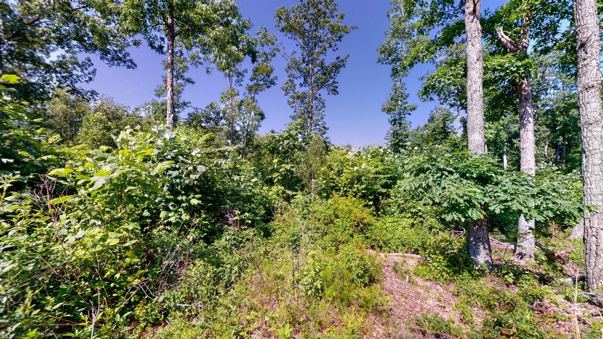 820 Overlook Trail Stewart, TN 37175 - Photo 5 of 33 a view of a garden with plants and a bench