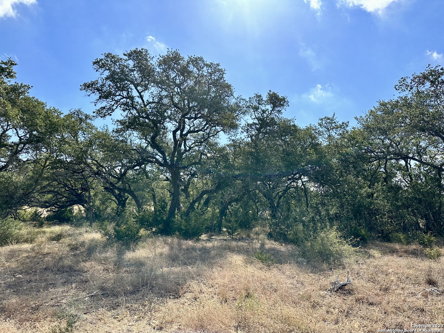 34676 Ansley Rdg Trail Bulverde, TX 78163 - Photo 2 of 13 a view of a forest with trees in the background