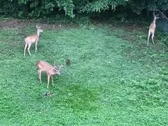 $1,799 | 1558 Womack Road, Atlanta, GA 30338