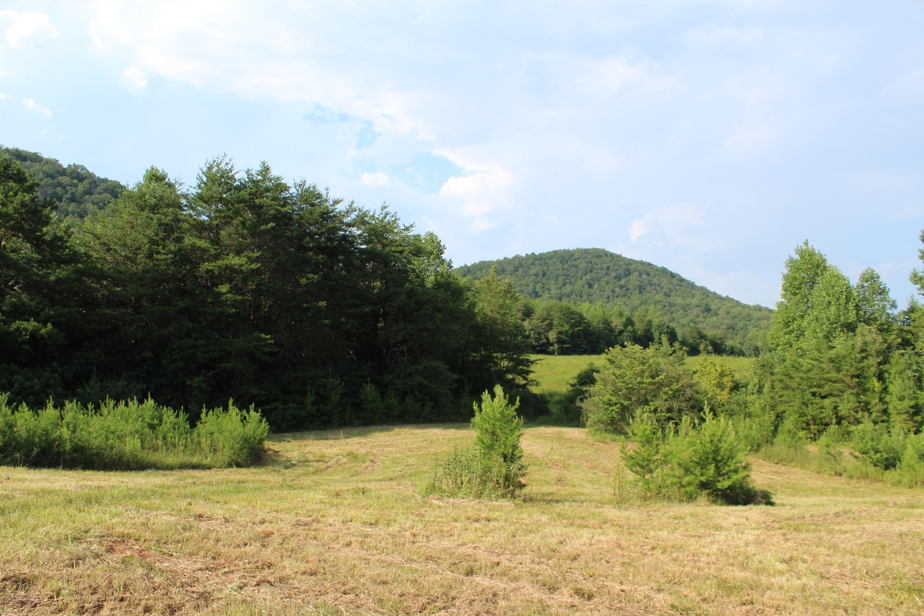 Lot 2-3 Fairview Road Tellico Plains, TN 37385 - Photo 14 of 17 Dockery Land Fairview Rd_0368