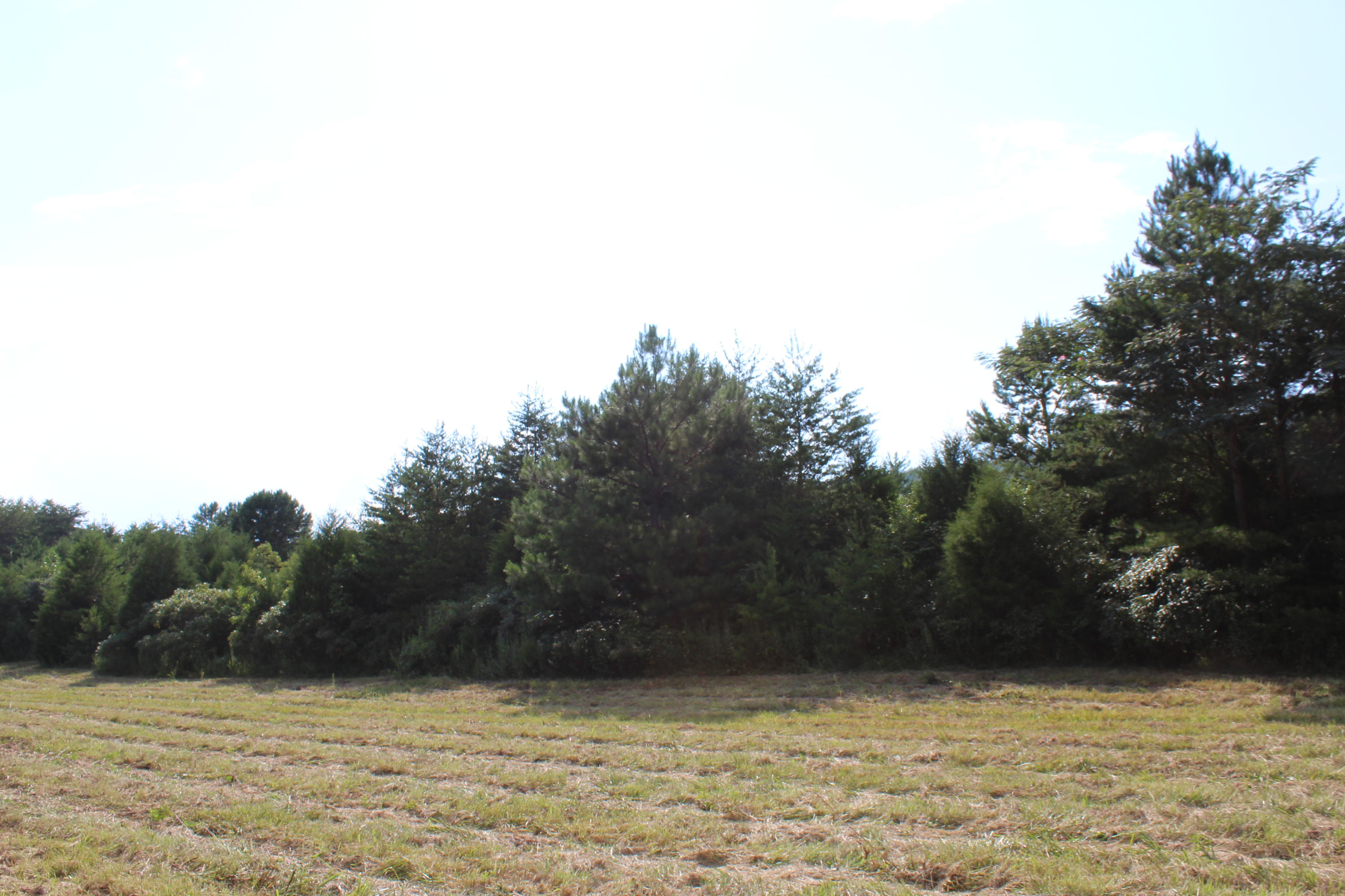 Lot 2-3 Fairview Road Tellico Plains, TN 37385 - Photo 3 of 17 Dockery Land Fairview Rd_0357