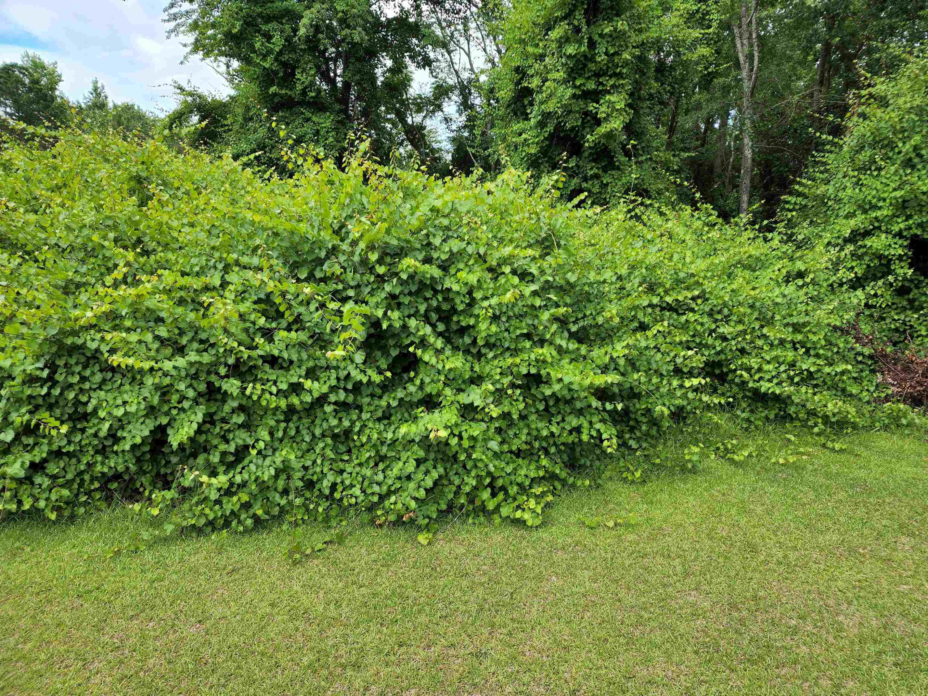 342 South Pleasant Coates Road Benson, NC 27504 - Photo 62 of 62 Photo 100