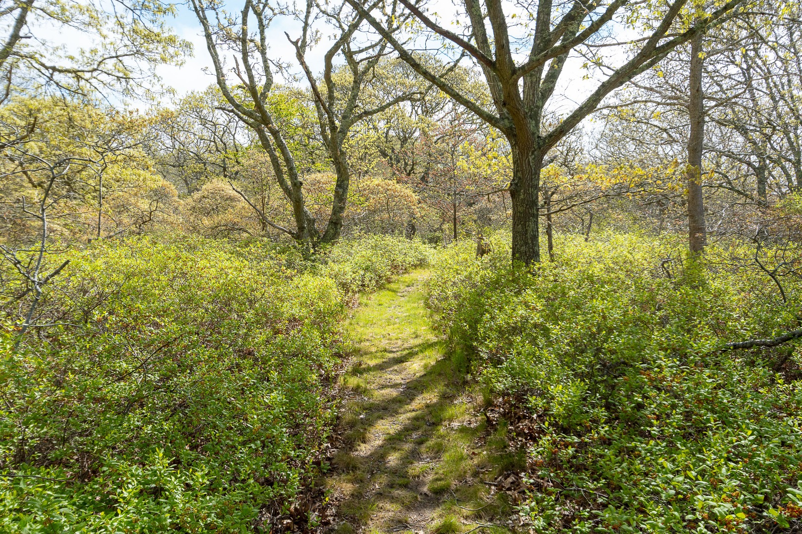 7-9 & 11 Quaise Pastures Road Nantucket, MA 02554 - Photo 31 of 34 Gallery Image 31