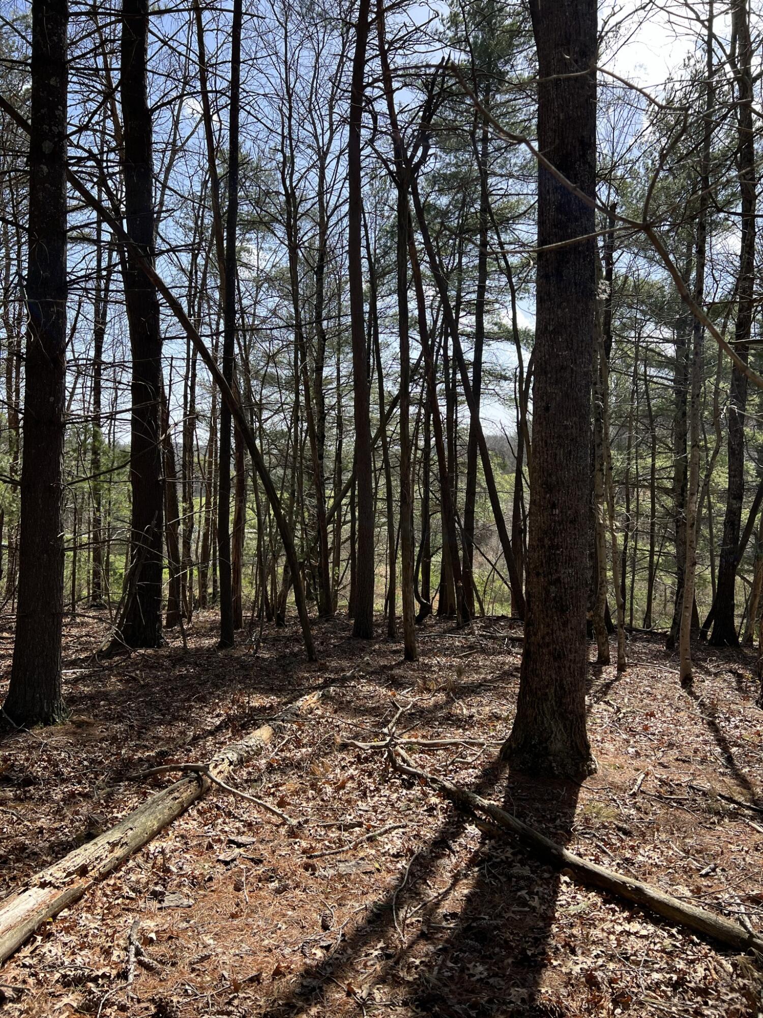 0 Level Bottom Road Northeast Check, VA 24072 - Photo 1 of 17 a view of a yard with trees