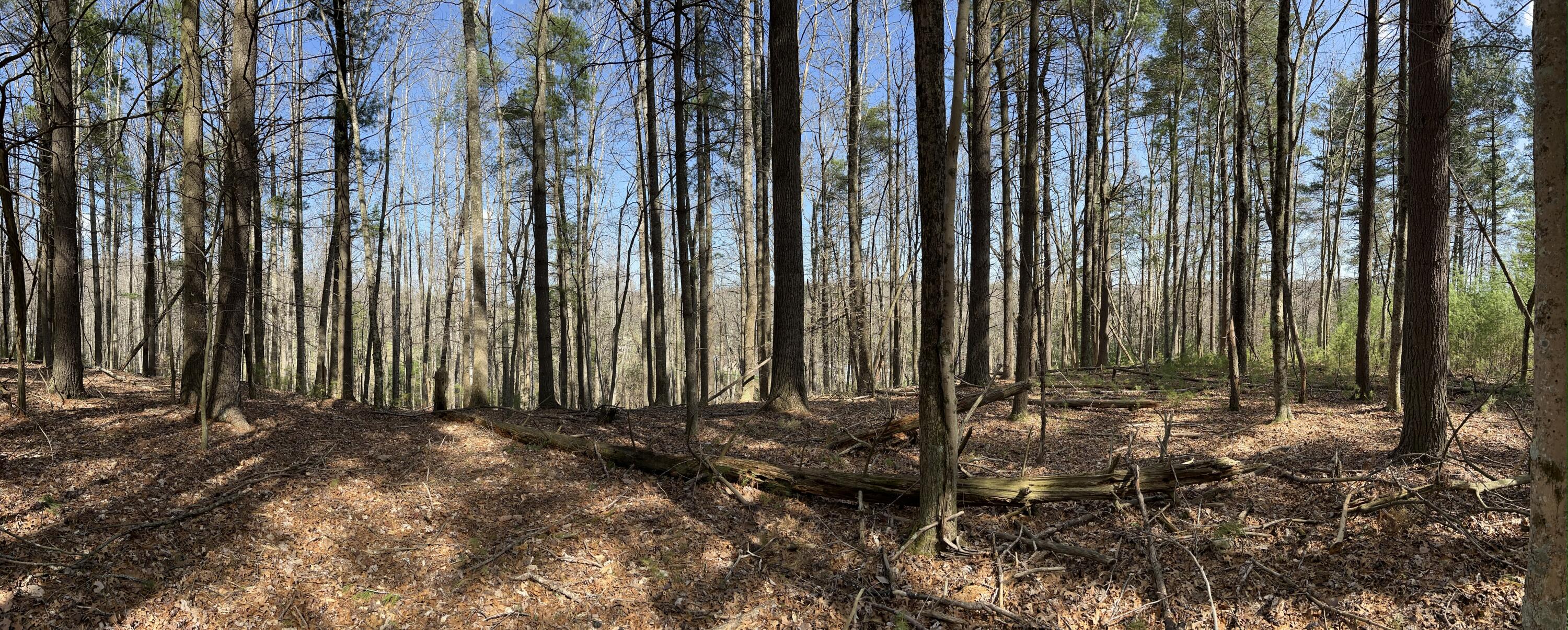 0 Level Bottom Road Northeast Check, VA 24072 - Photo 13 of 17 a view of a backyard with trees