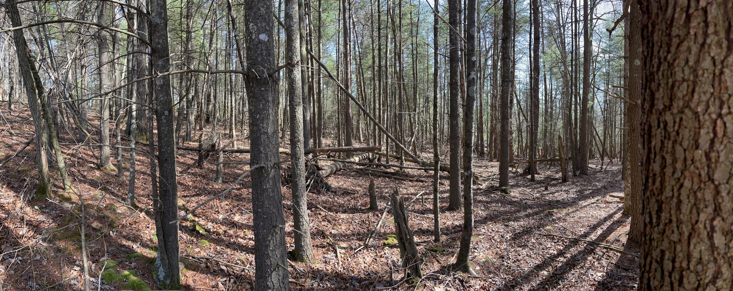 0 Level Bottom Road Northeast Check, VA 24072 - Photo 9 of 17 a view of a forest with a wooden fence