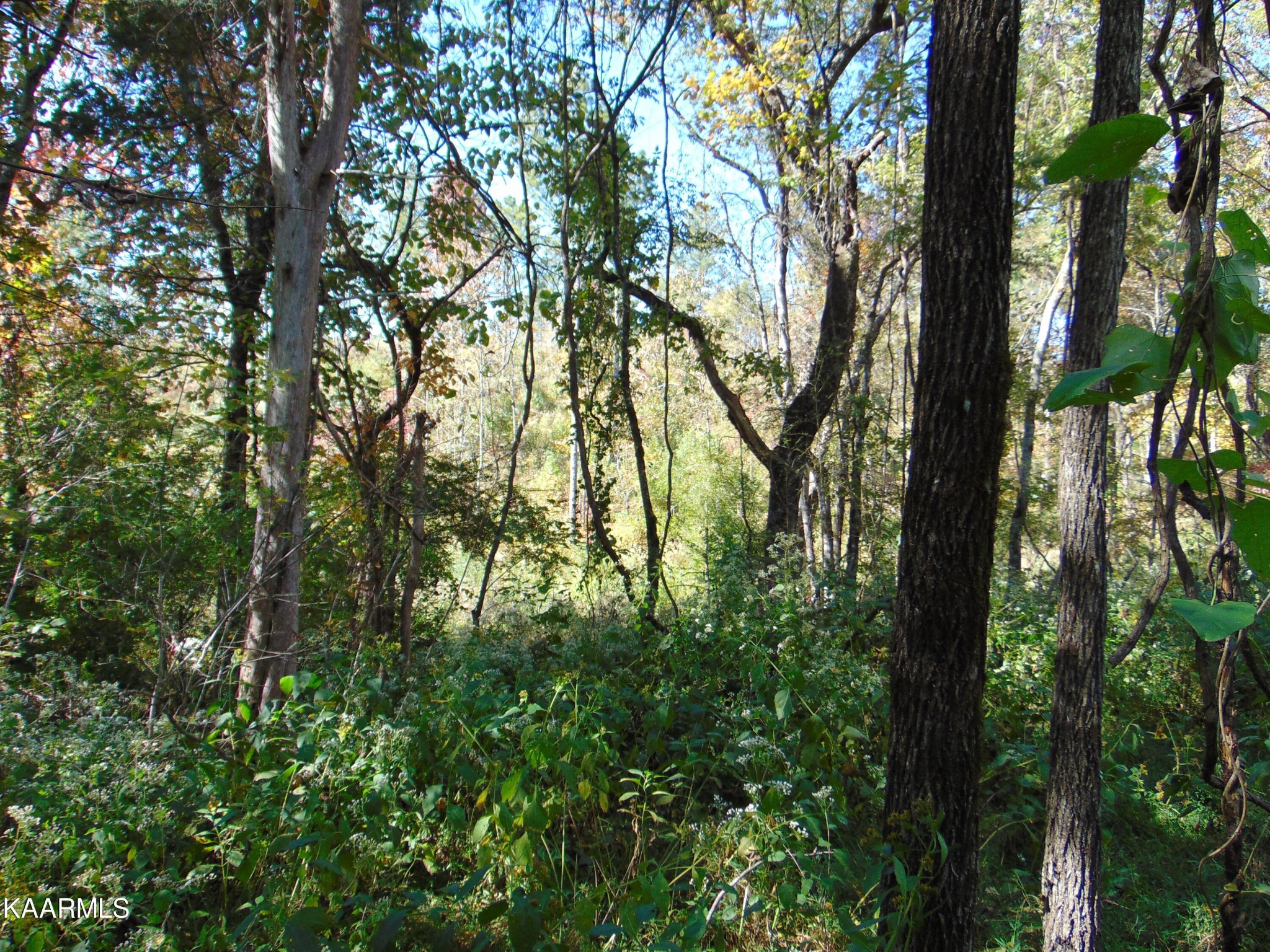 154 Cameron Road Decatur, TN 37322 - Photo 8 of 12