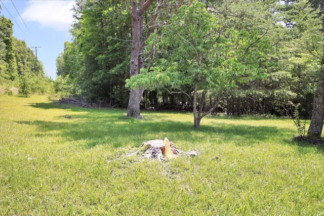 a view of a park with large trees