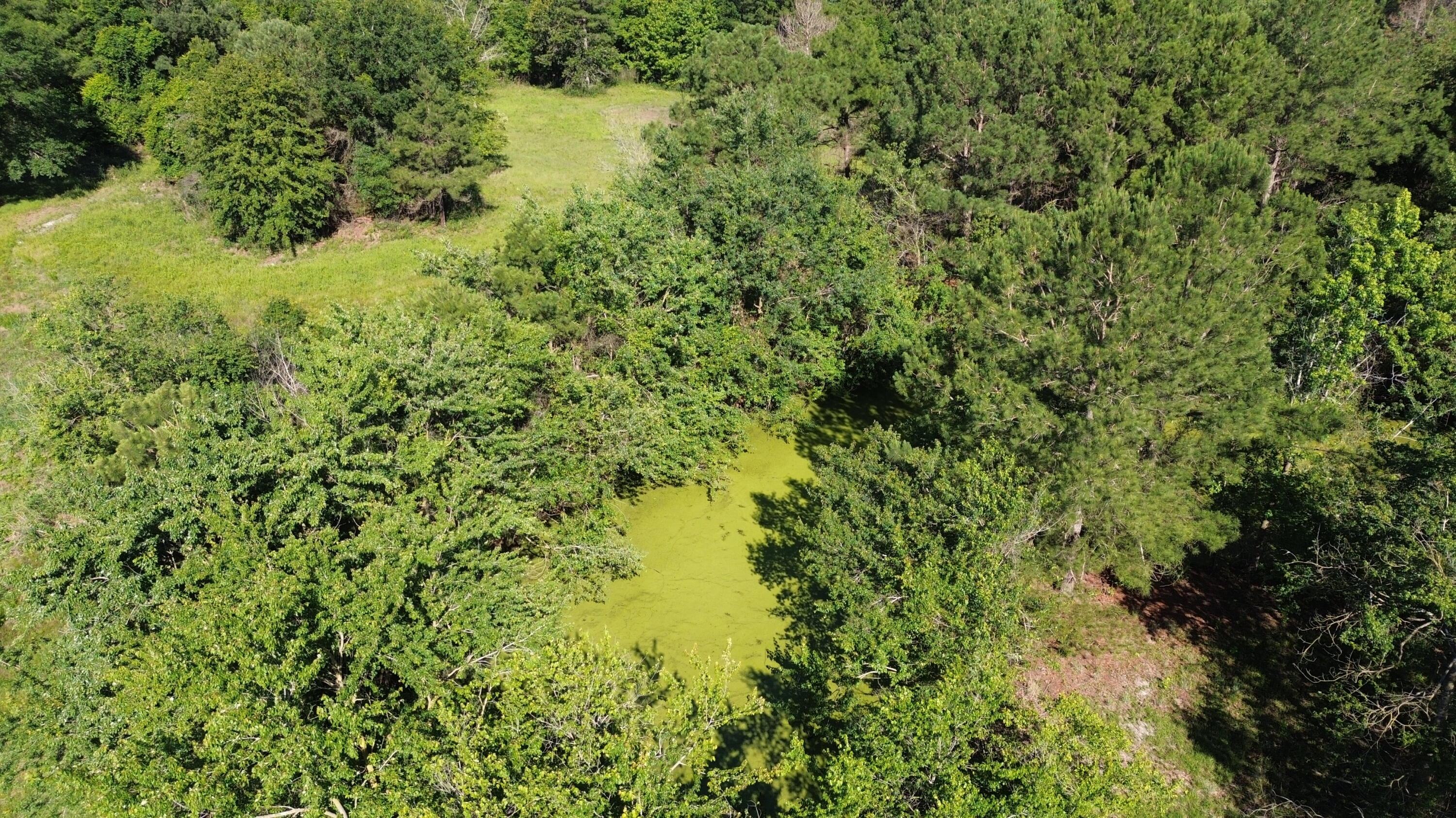 0 Holladay Road Manning, SC 29102 - Photo 3 of 35