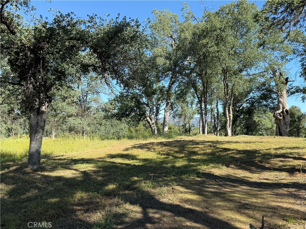 4952 Hidden Springs Road Mariposa, CA 95338 - Photo 48 of 53 a view of a yard with a tree