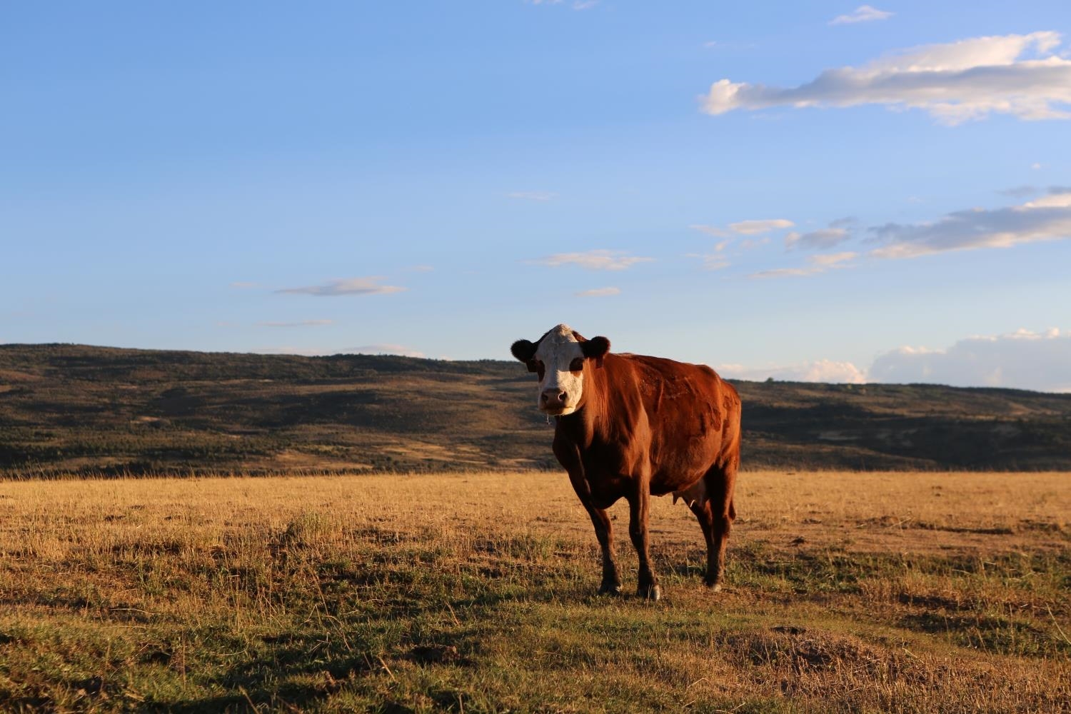 O74 O74 Road Montrose, CO 81401 - Photo 8 of 11 Gallery Image 8