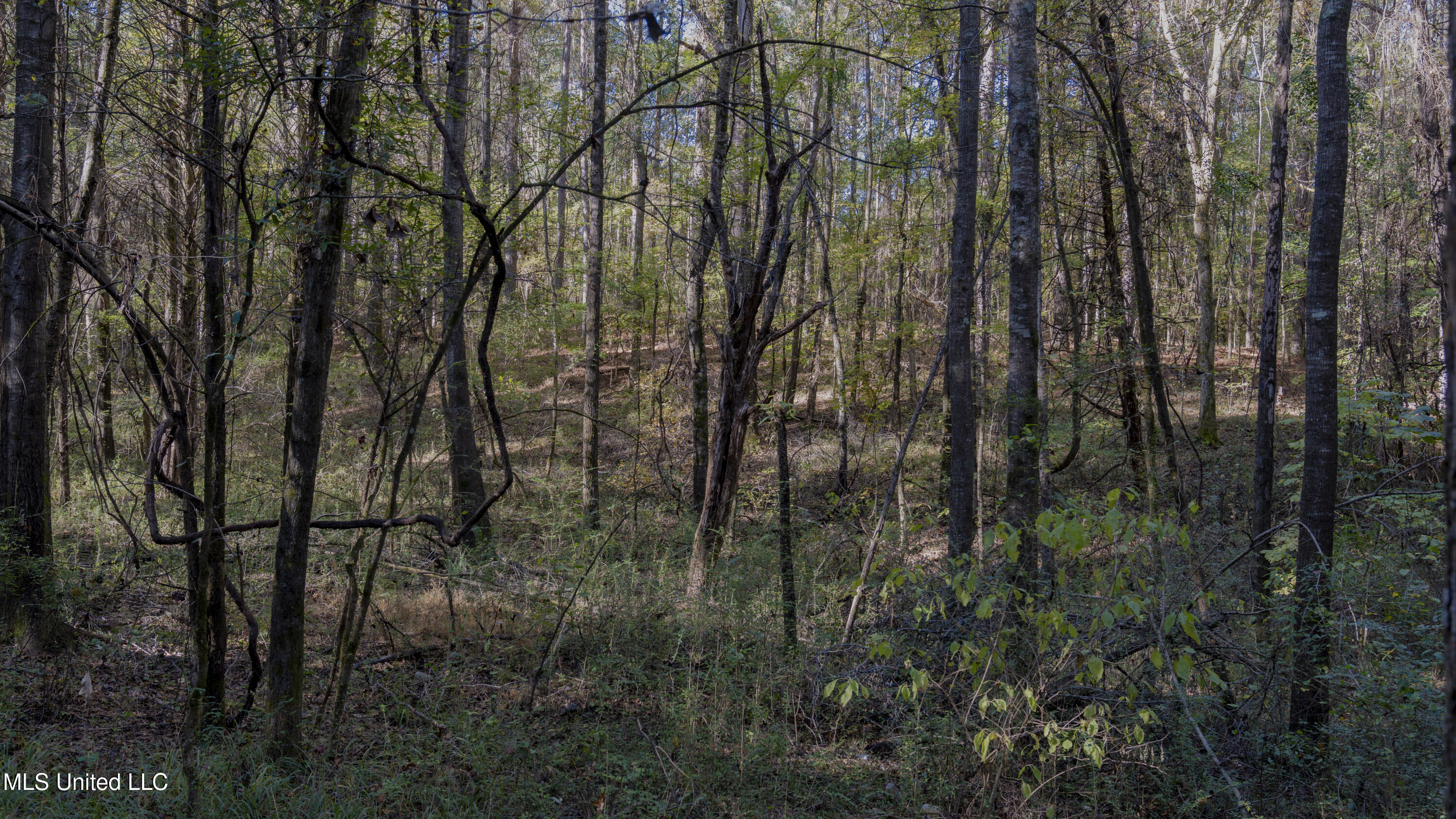 16098 Emory Road West, MS 39192 - Photo 11 of 41 WILL WARD-90 ACRE-10