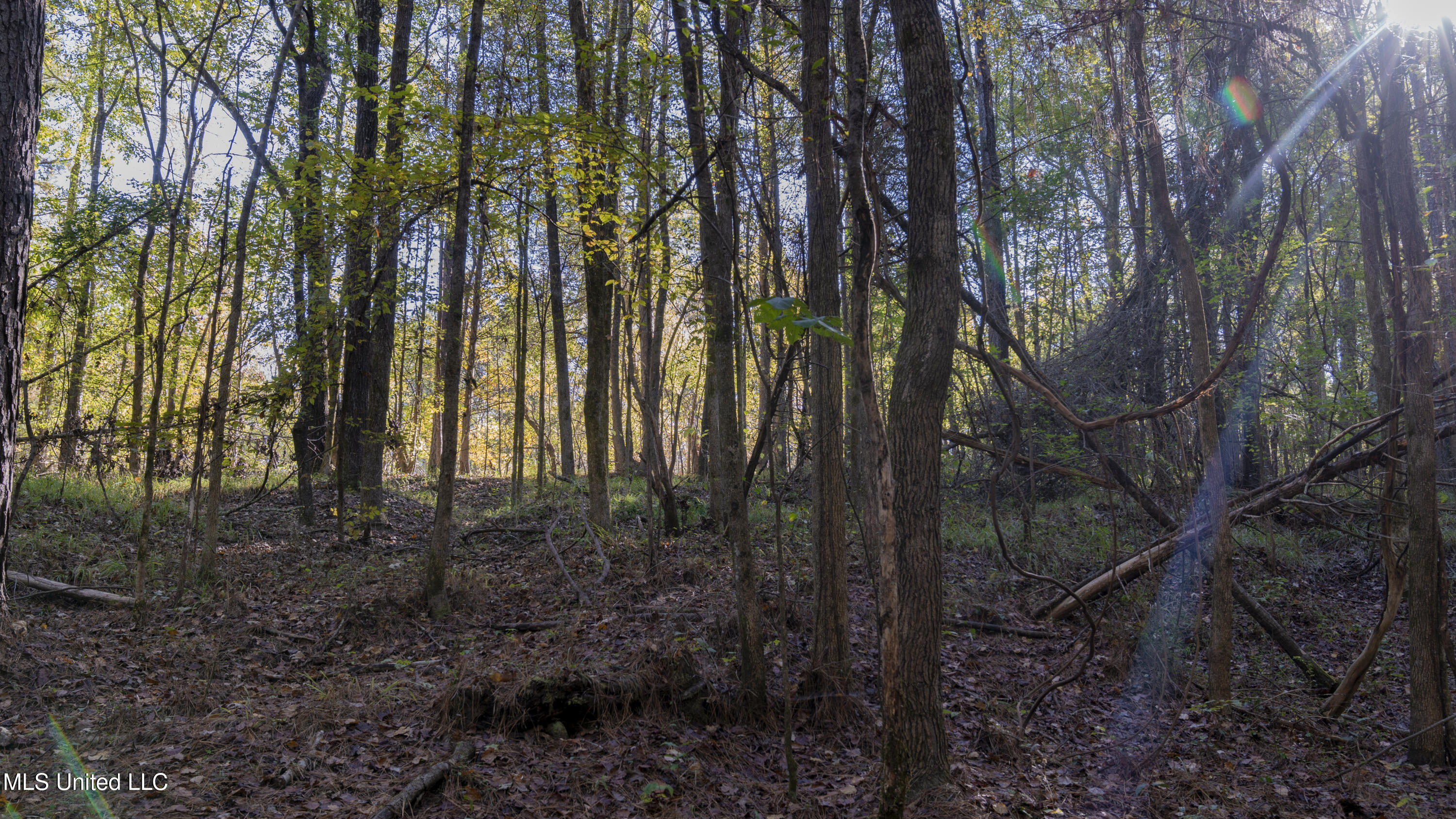 16098 Emory Road West, MS 39192 - Photo 12 of 41 WILL WARD-90 ACRE-11