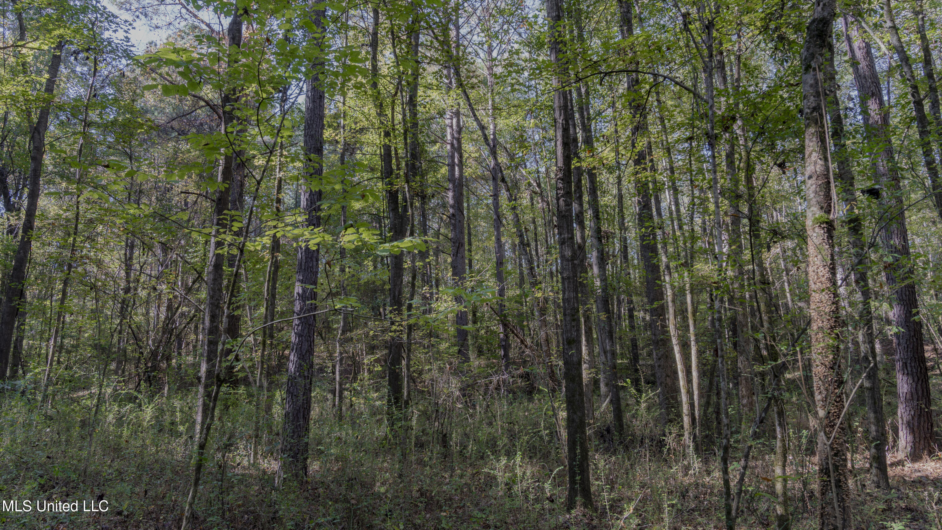 16098 Emory Road West, MS 39192 - Photo 13 of 41 WILL WARD-90 ACRE-12