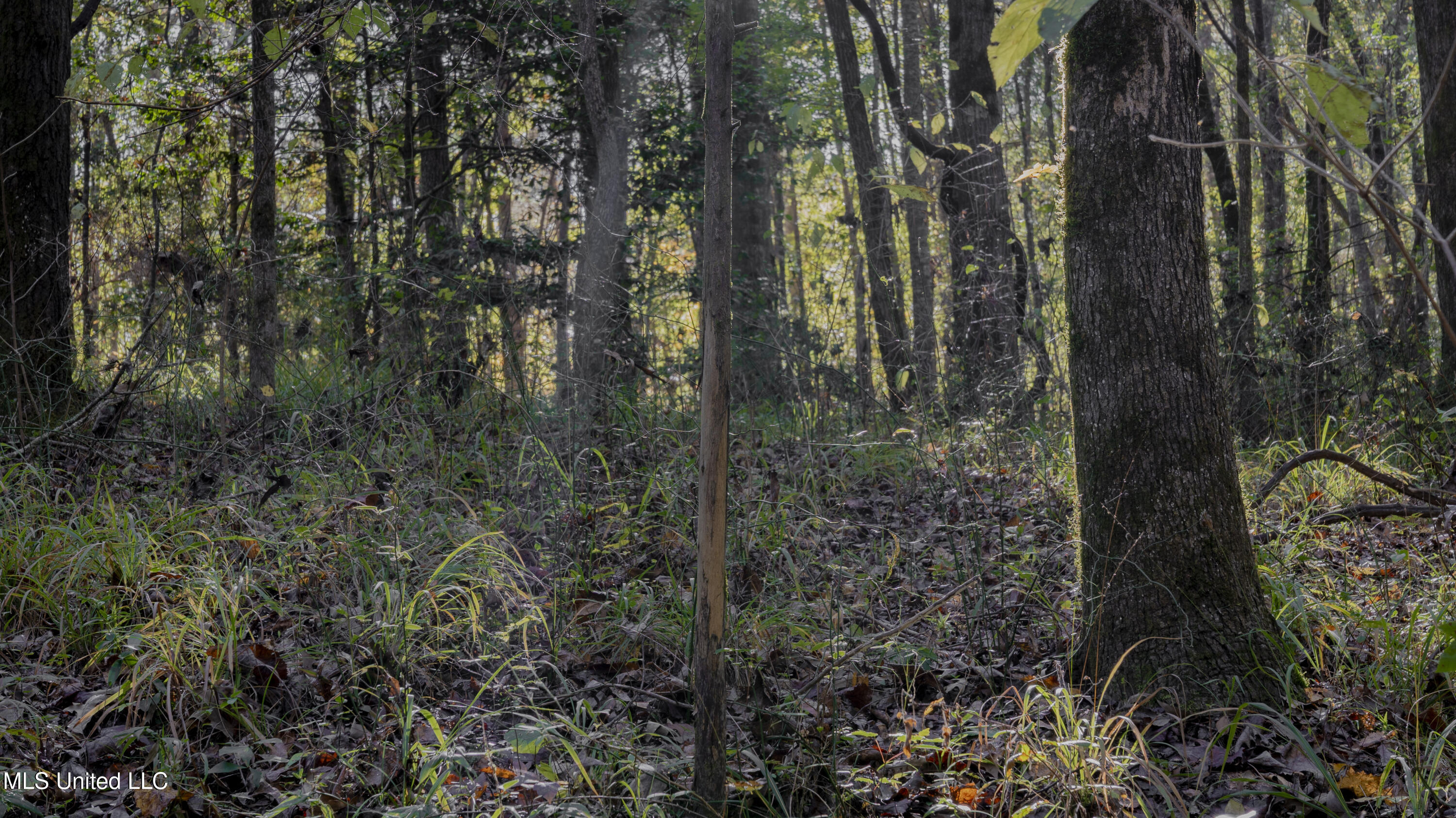 16098 Emory Road West, MS 39192 - Photo 14 of 41 WILL WARD-90 ACRE-13