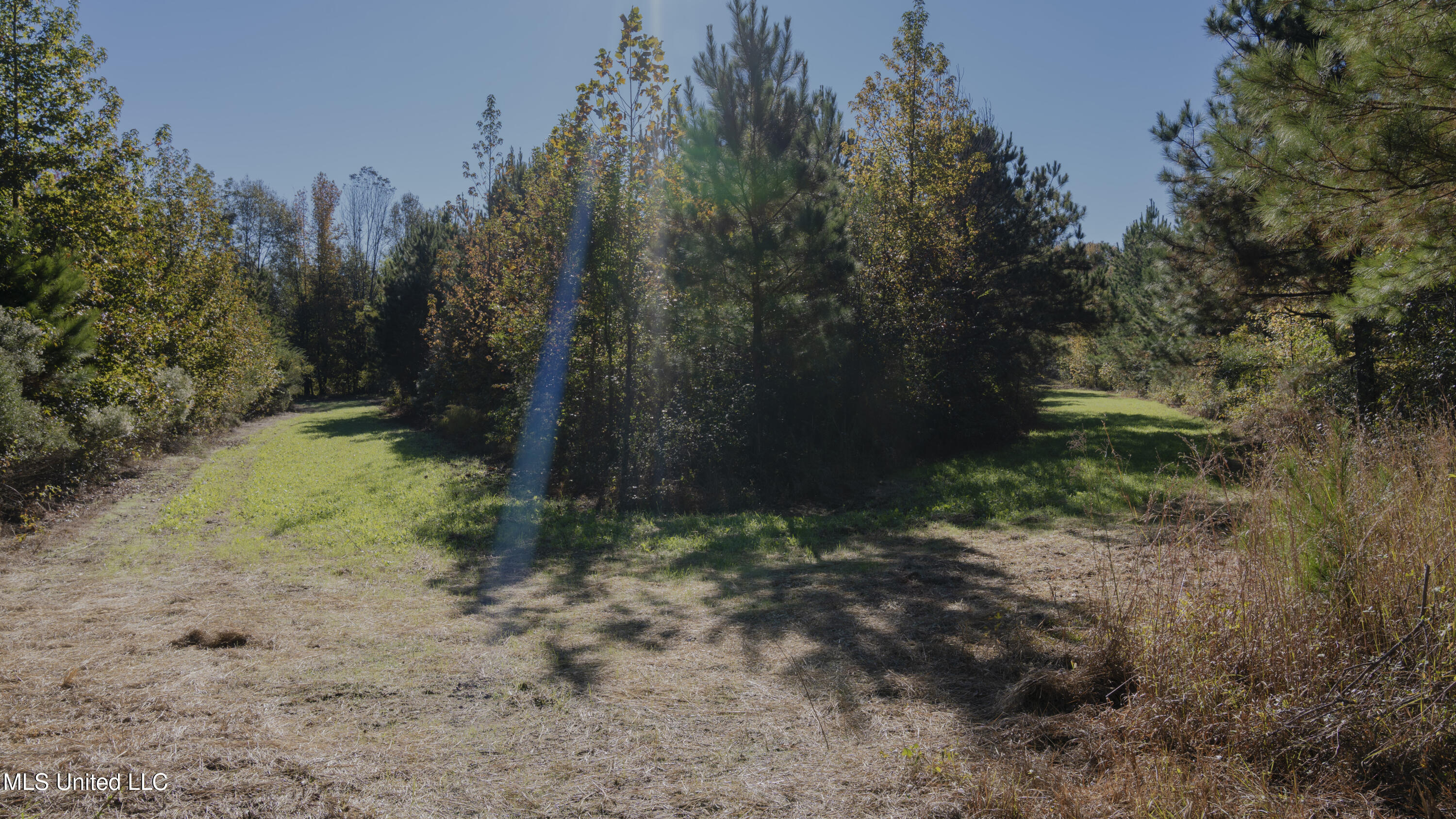 16098 Emory Road West, MS 39192 - Photo 15 of 41 WILL WARD-90 ACRE-14