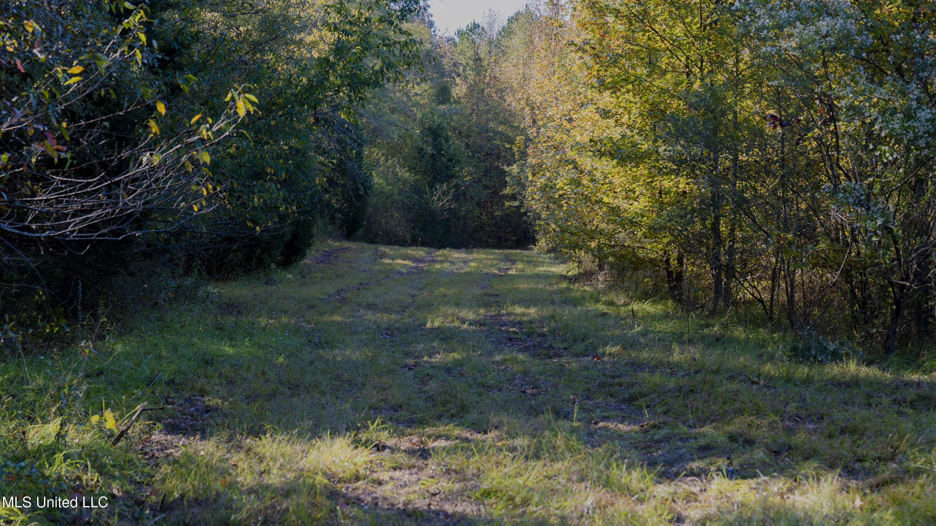 16098 Emory Road West, MS 39192 - Photo 18 of 41 WILL WARD-90 ACRE-23