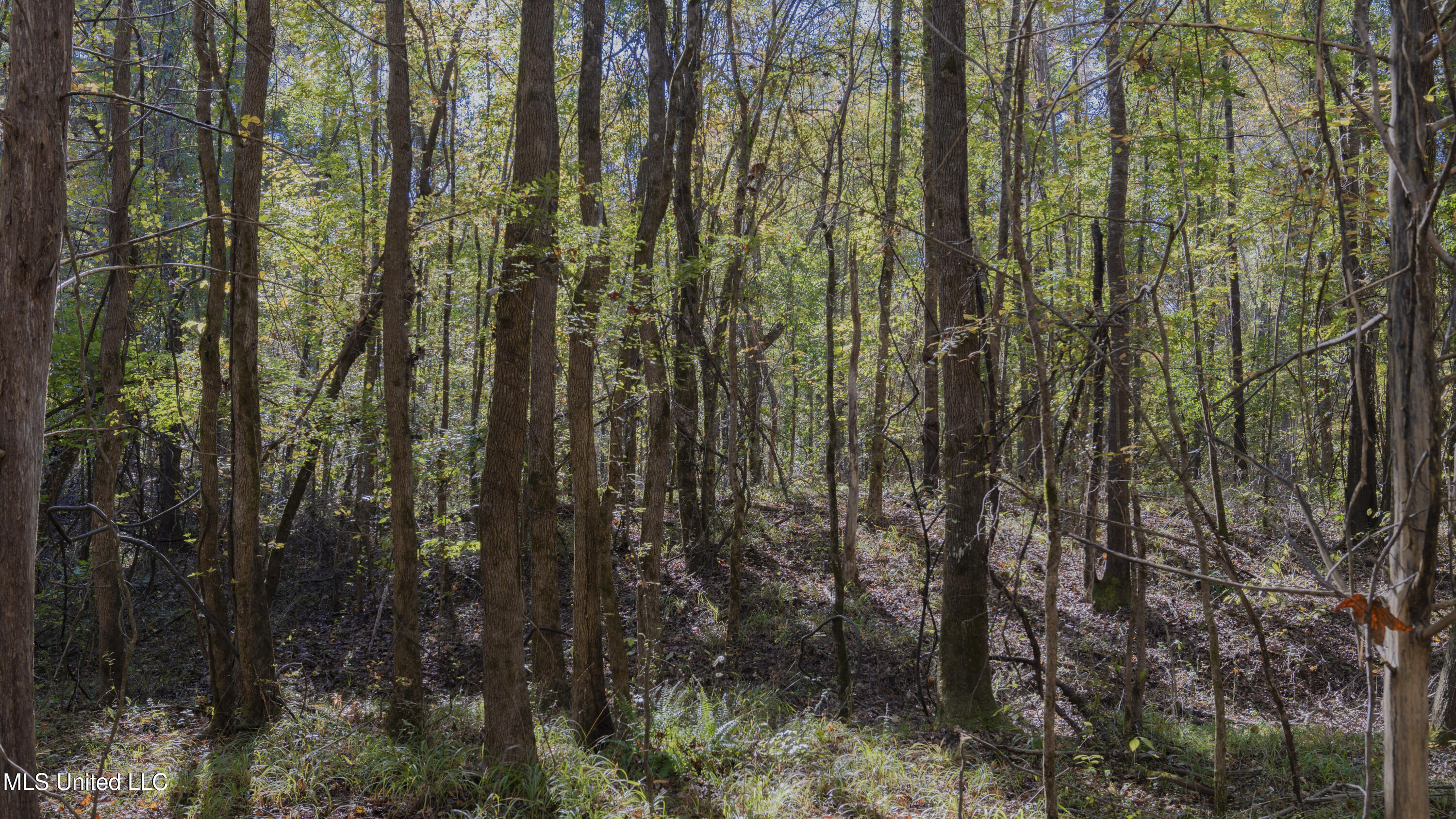 16098 Emory Road West, MS 39192 - Photo 27 of 41 WILL WARD-90 ACRE-32