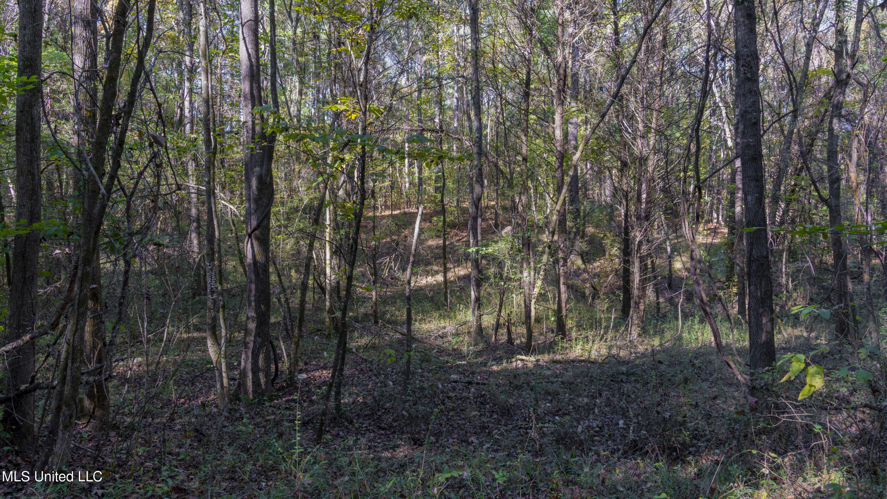 16098 Emory Road West, MS 39192 - Photo 9 of 41 WILL WARD-90 ACRE-08