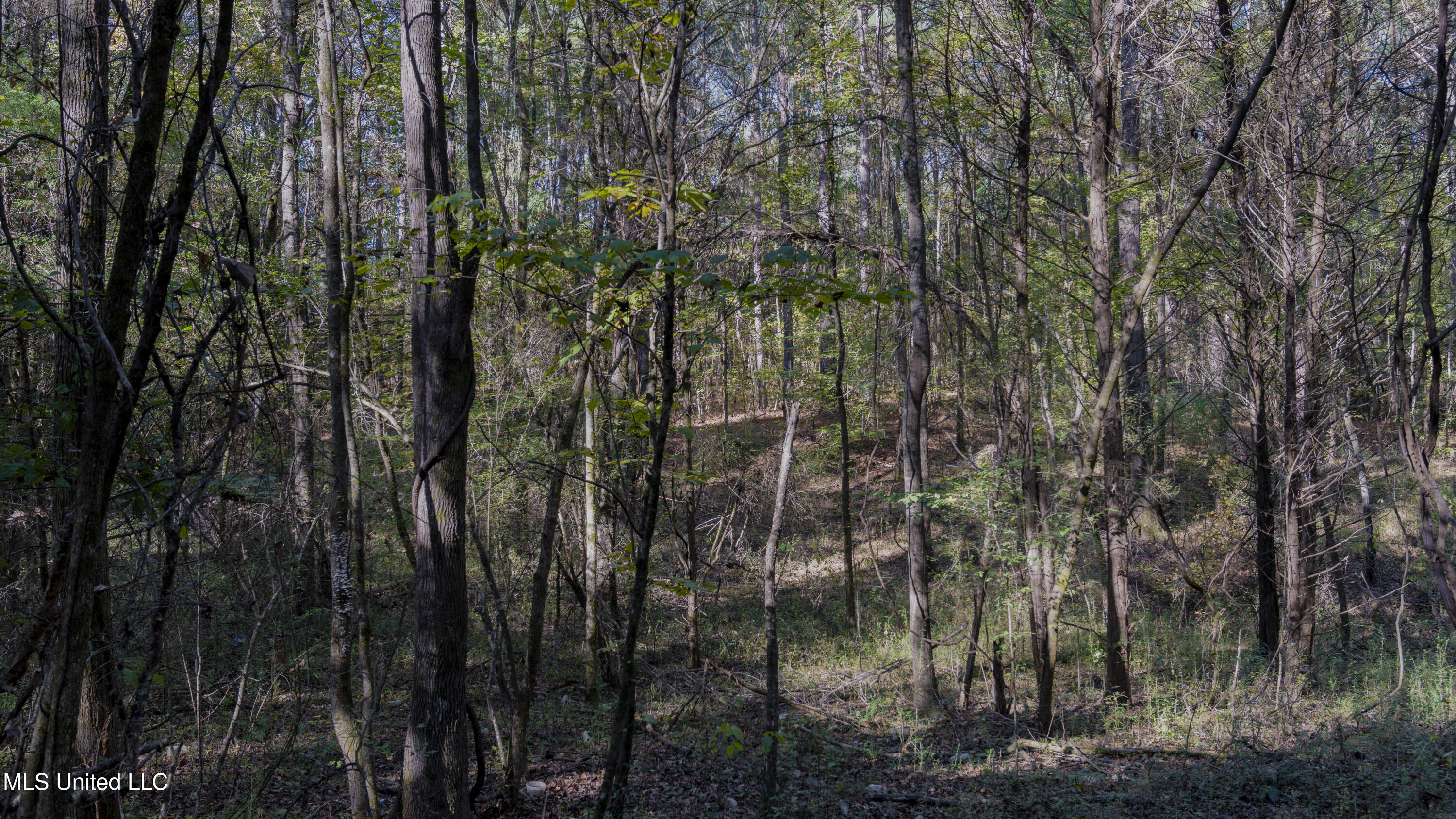 16098 Emory Road West, MS 39192 - Photo 10 of 41 WILL WARD-90 ACRE-09