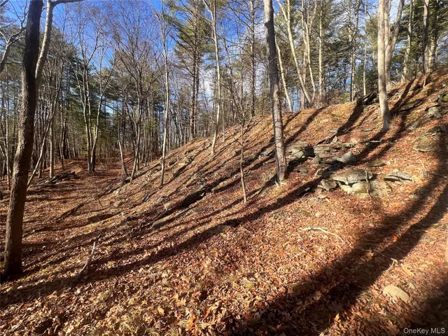 a yard with tall trees