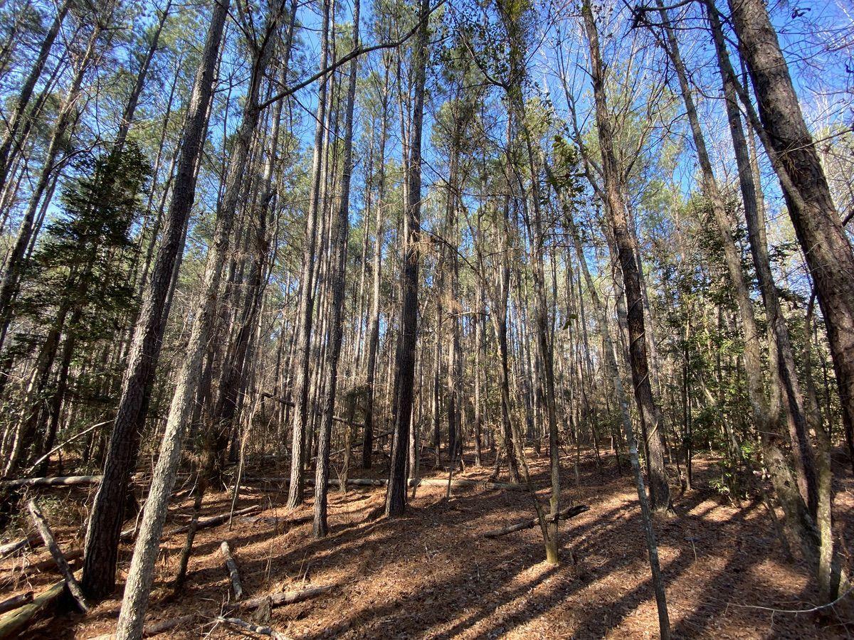 550 Fellowship Road Williston, SC 29853 - Photo 25 of 48 IMG_2587