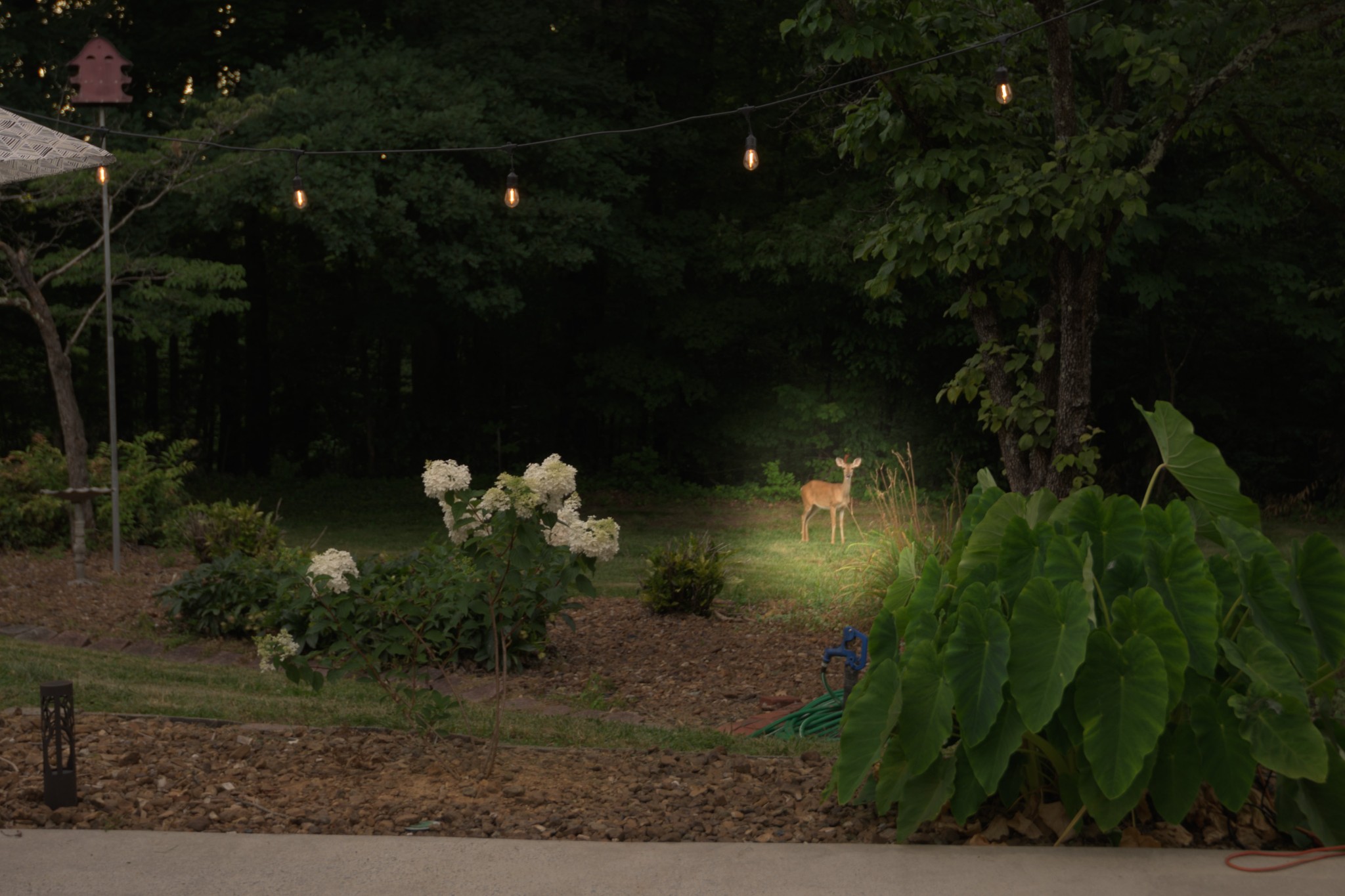 3079 Riley Creek Road Normandy, TN 37360 - Photo 13 of 59 a sunset view with a yard