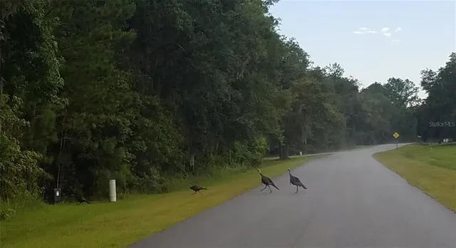 a view of a green field