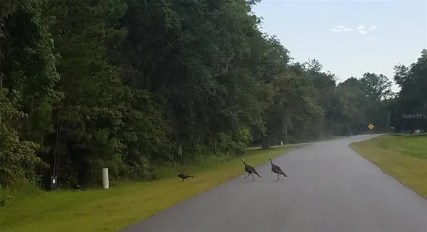 $118,000 | Tbd Northwest Tbd Nw 148th Lane, Williston, FL 32696