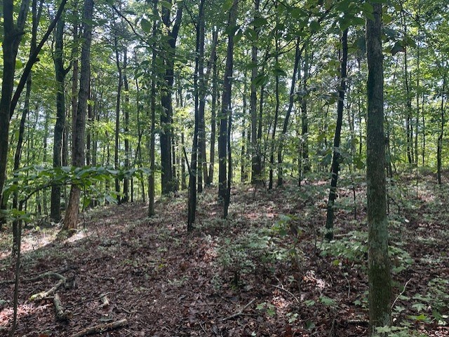3 Wendy Hill Road Ellijay, GA 30536 - Photo 3 of 6 Gallery Image 3