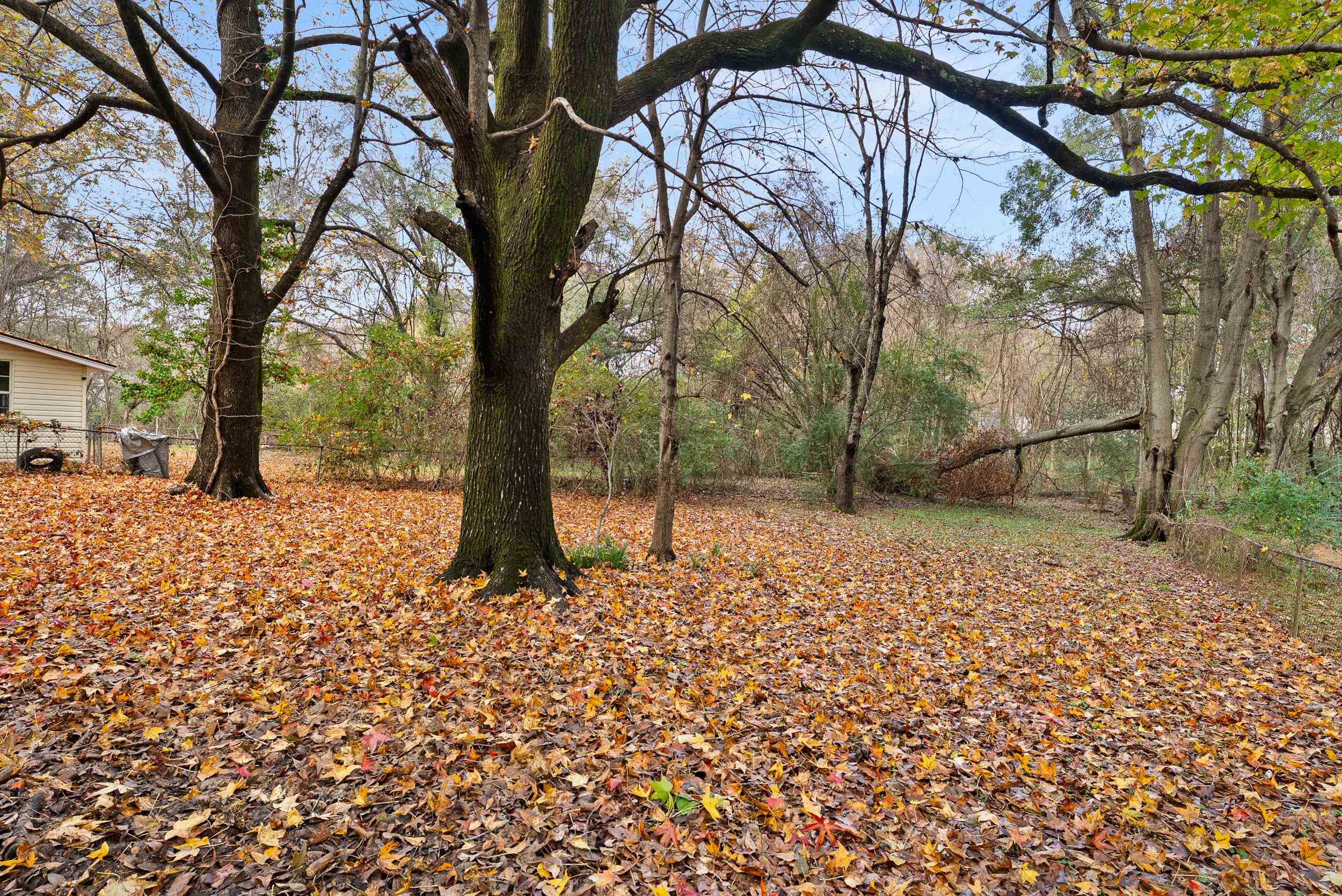 686 Delta Road Memphis, TN 38109 - Photo 22 of 24 a view of a yard with a tree