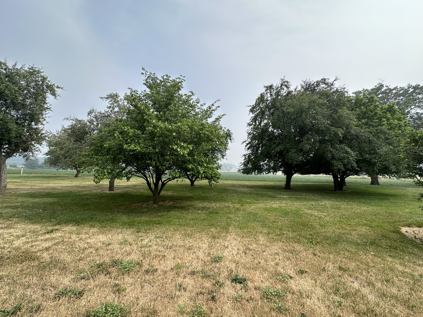 12454 Cracker Road Farmer City, IL 61842 - Photo 23 of 23 a view of a trees in a park