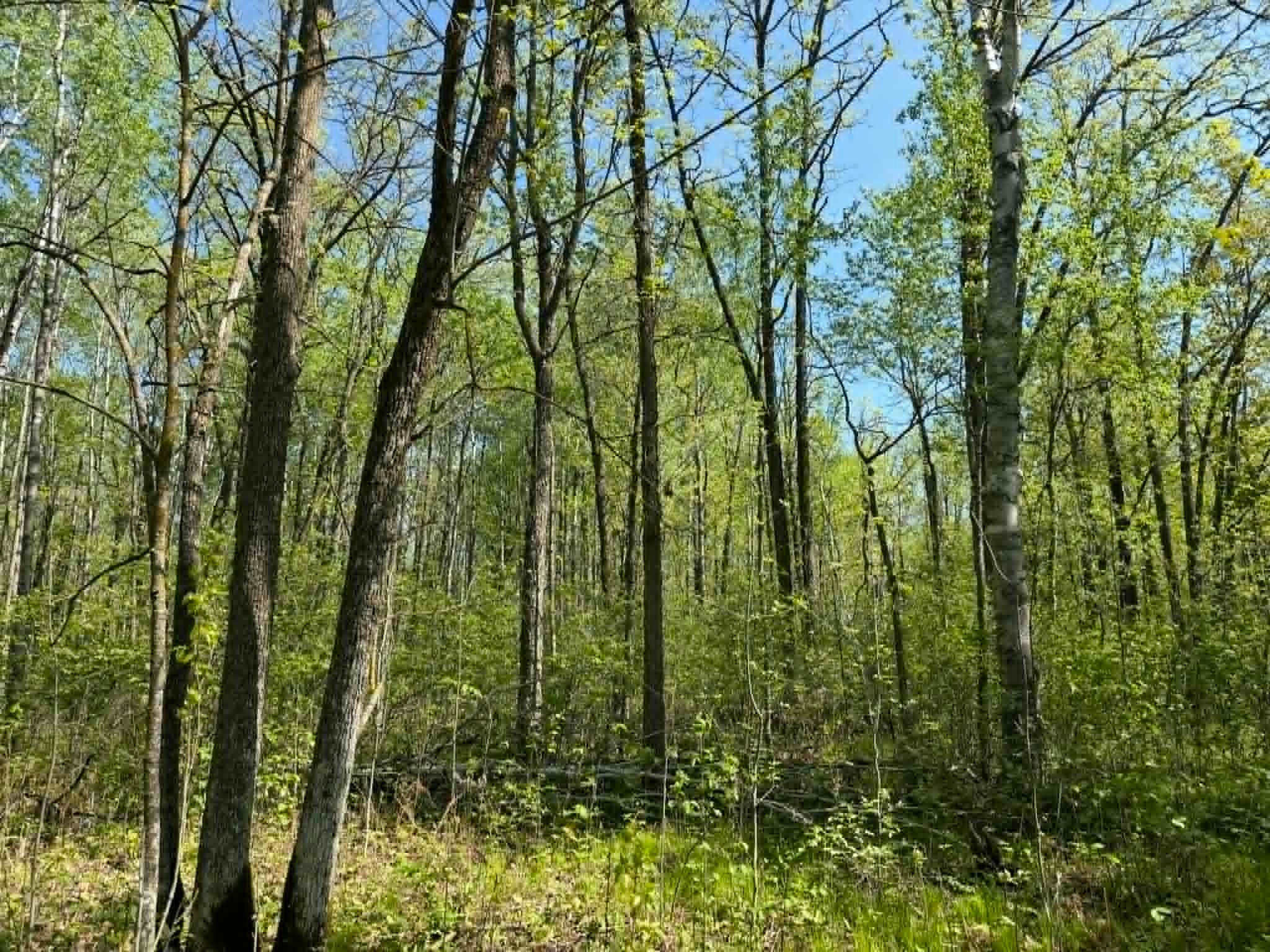 Tbd Lamon Road Northeast Bemidji, MN 56601 - Photo 4 of 8