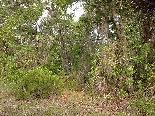 2700 Live Oak Road Perry, FL 32348 - Photo 5 of 14 Gallery Image 5