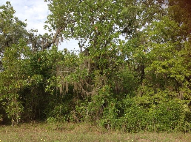2700 Live Oak Road Perry, FL 32348 - Photo 9 of 14 Gallery Image 9
