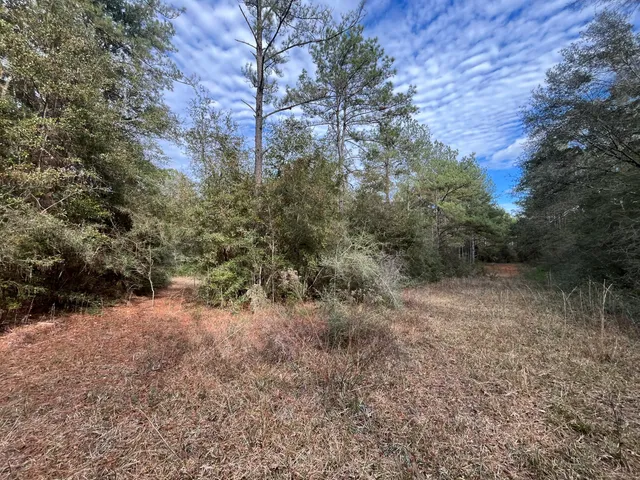 a view of a forest with lush green forest